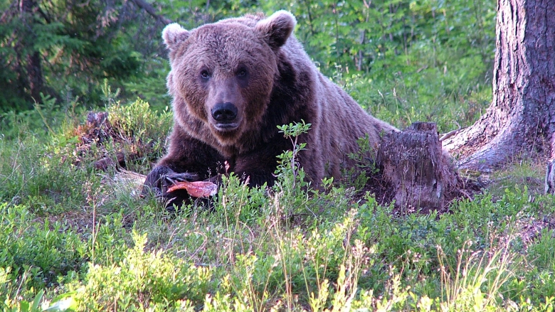 Björnen ligger i skogen.