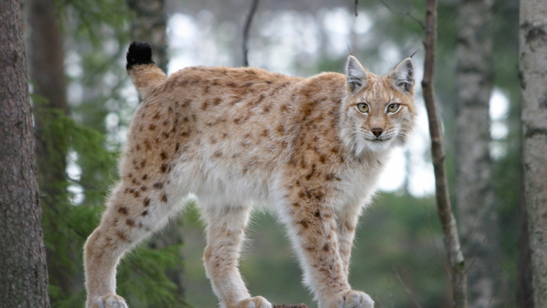 Ilves Suurpedot fi