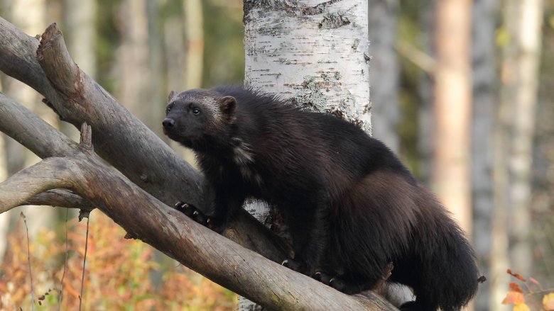 En järv står på en björkstam. I bakgrunden syns skogen i höstskrud.