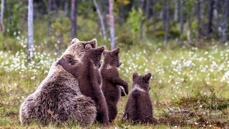 En björnhona och tre ungar sitter på en myr med sina ryggar mot bilden. Ungarna håller sig tätt intill modern, två av dem står på bakbenen.