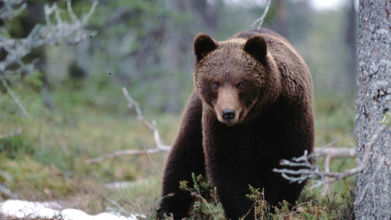 Karhu katsoo tuimasti kameraa kohti metsässä. 