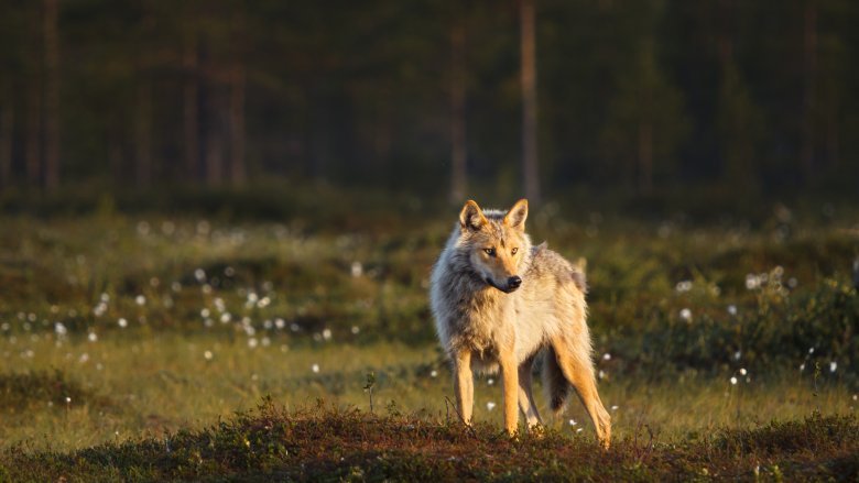 En varg som tittar mot oss står vid en myr.