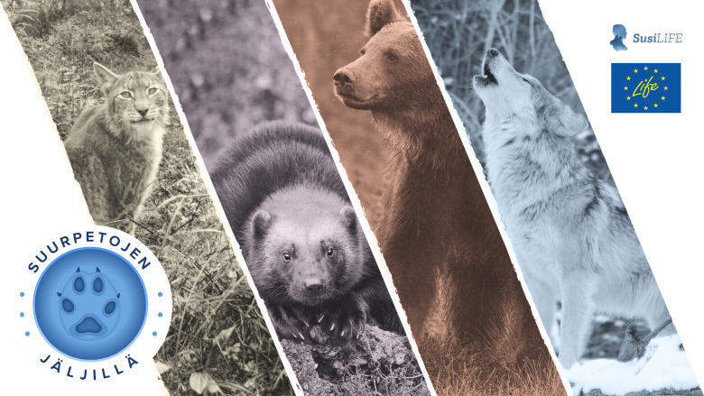 Suomen neljä suurpetoa: karhu, ilves, ahma ja susi. Kuvassa on myös Suurpetojen jäljillä -oppimateriaalin logo, SusiLIFE-hankkeen logo ja EU LIFE-hankkeen logo.