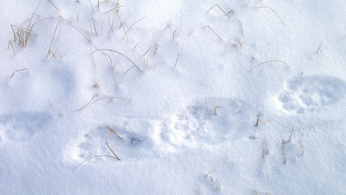 Järvens spår på snötäckt mark, genom snön syns grässtrån.
