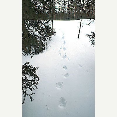 Ahman nelijälkinen laukkajälki lumella metsämaastossa.