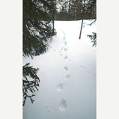 Järvens fyrspåriga galoppspår på snön i skogsterräng.