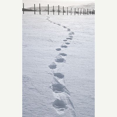 Ahman tyypillistä kolmijälkeä lumen pinnalla. Kolme loivan kaarikuvion muodostavaa jälkeä peräkkäin, toistuu aina uudelleen.