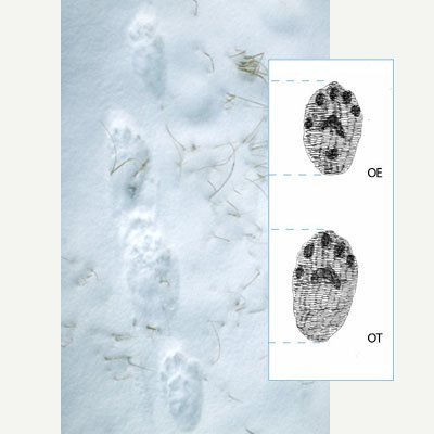 Ahman lumijäljissä on viiden varpaan painallukset. Valokuvan vieressä piirroskuva havainnollistamassa jälkiä.
