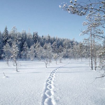 Ahman hyppimisjäljet pehmeässä lumessa suomaisemassa. Taustalla metsä.