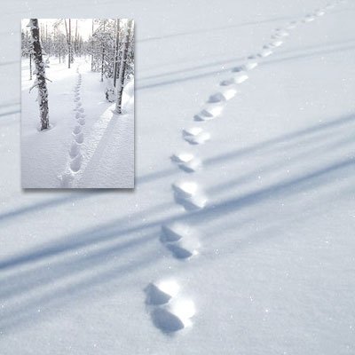 Järvens parhoppspår i snön. På den andra, mindre bilden syns samma typ av spår i skogslandskapet.