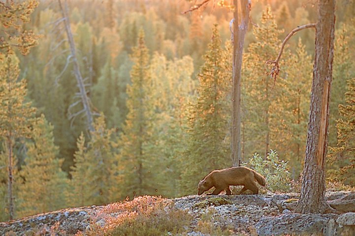 Ahma kävelee syksyisellä metsäkalliolla auringonlaskun aikaan. 