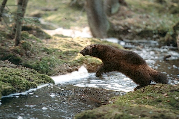 En järv hoppar över en skogsbäck.