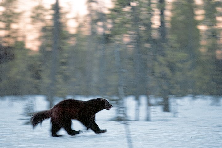 En järv springer i en snöig skog.