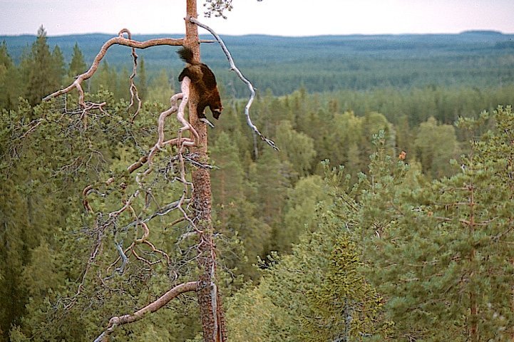 Ahma laskeutuu korkean männyn runkoa pitkin. Taustalla metsää.