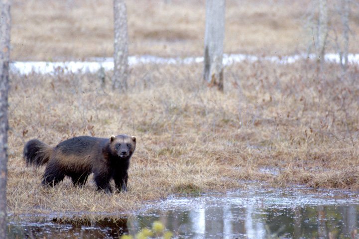 En järv står vid en myr i höstskrud bakom en vattenpöl och tittar mot oss.