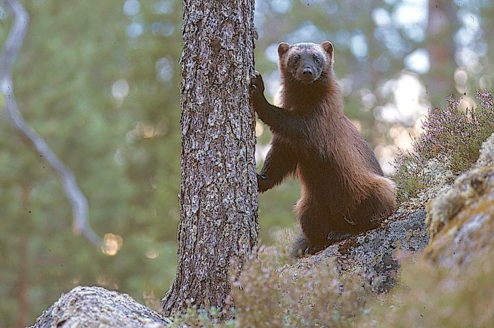 En järv står vid ett stup i skogen och har framtassarna mot en granstam. Järven tittar nyfiket mot oss.