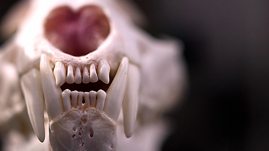 Närbild av lodjurets skalle. Rovtänderna, framtänderna och näsöppningen syns tydligt.