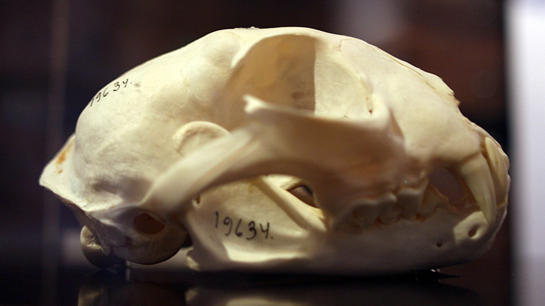 Närbild av ett lodjurs skalle från sidan. På skallen finns olika siffror skrivna med tusch.