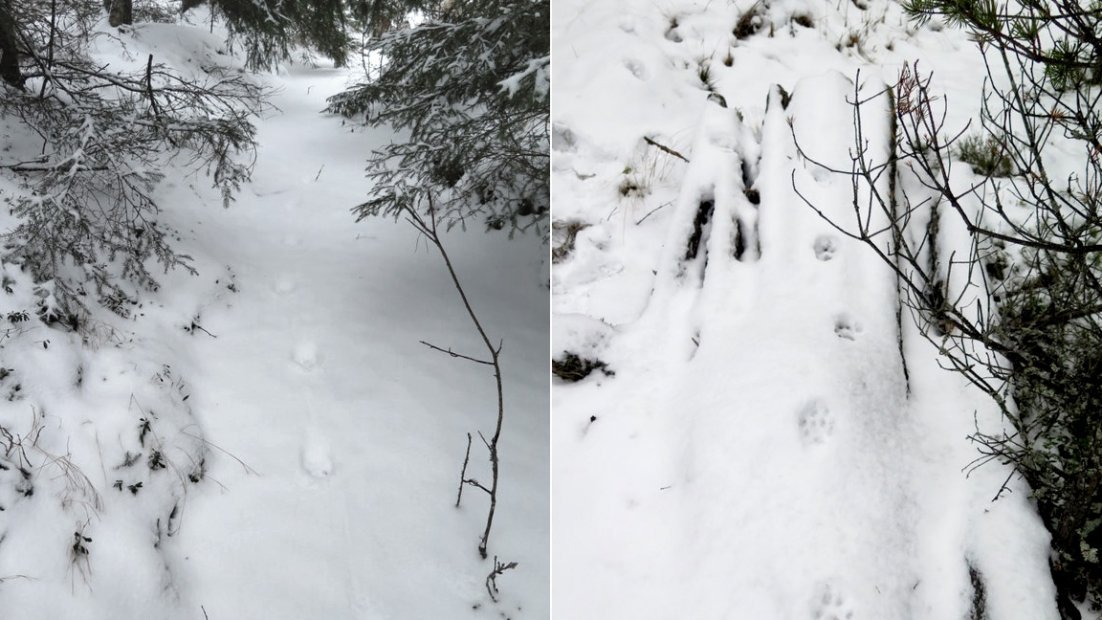 Två bilder bredvid varandra. På båda bilderna lodjursspår i snö. Tassarna har följt nästan samma linje.