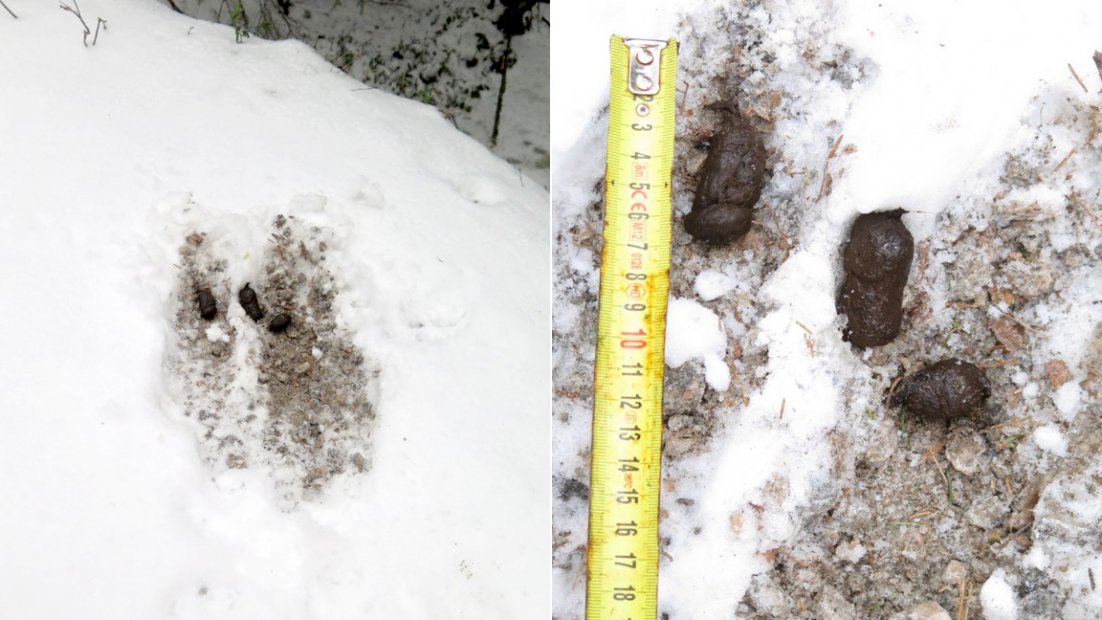Två bilder bredvid varandra. Till vänster syns tre avföringshögar i snön. Till höger ses samma avföring i närbild samt ett måttband som visar att avföringens mått är fyra centimeter.