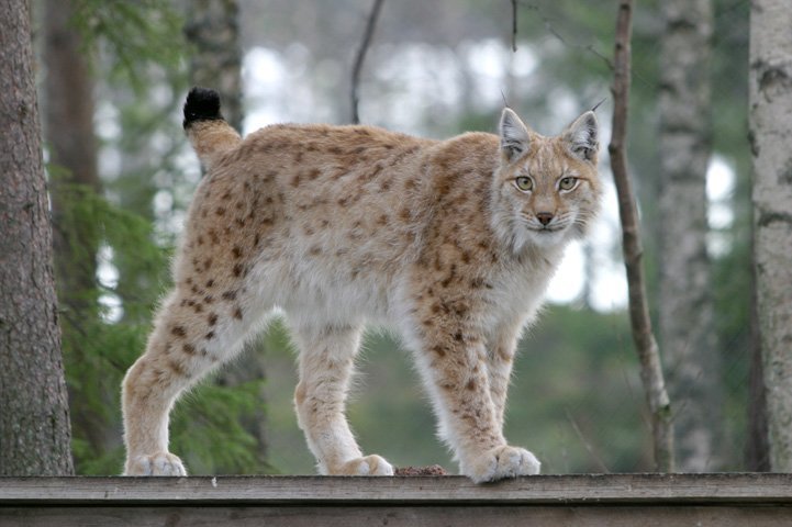 Ilves seisoo puisen katoksen päällä ja katsoo kohti. Taustalla metsää.