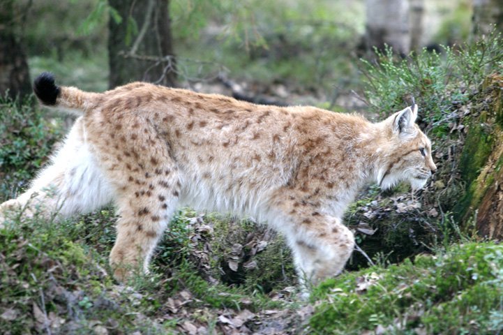 Ilves hiippailee kesäisessä metsässä.