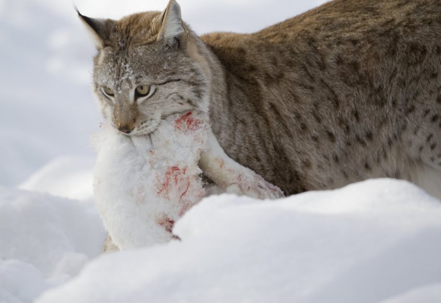 Ilves kulkee lumessa kuollut jänis suussa.