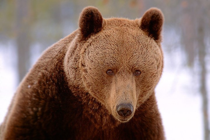 En brunbjörns ansikte