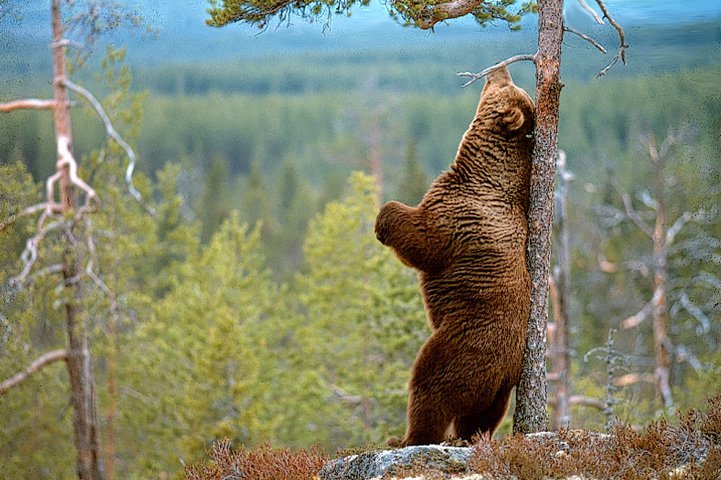 Björnen skrapar ryggen mot ett träd