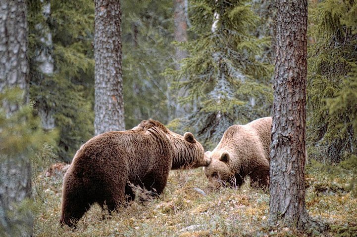 Björnpar som lär känna varandra i en skog