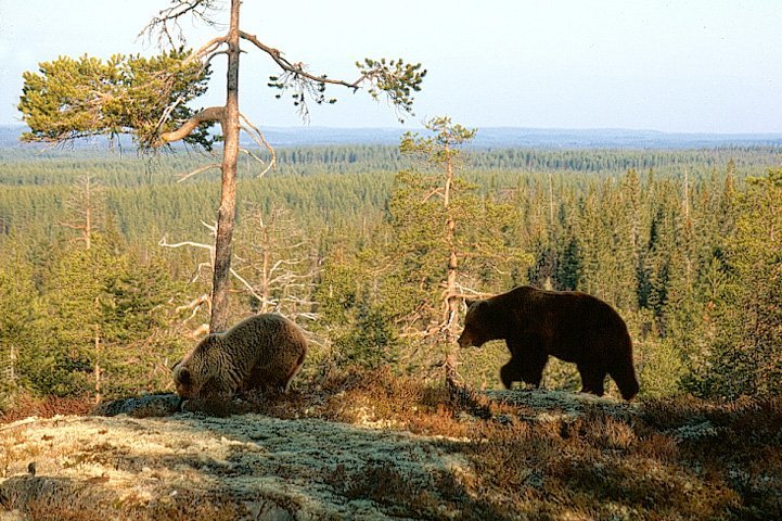 Två björnar trampar på mossan