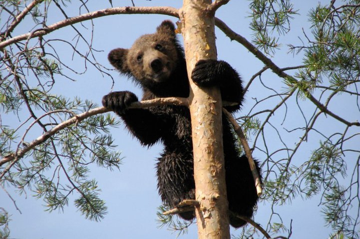 Karhupentu on puussa ja kurkistaa oksan takaa.