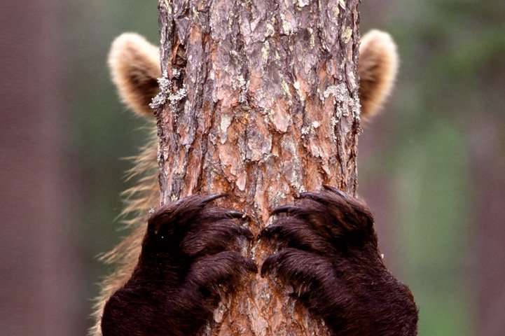 Björnen gömmer sig bakom ett träd
