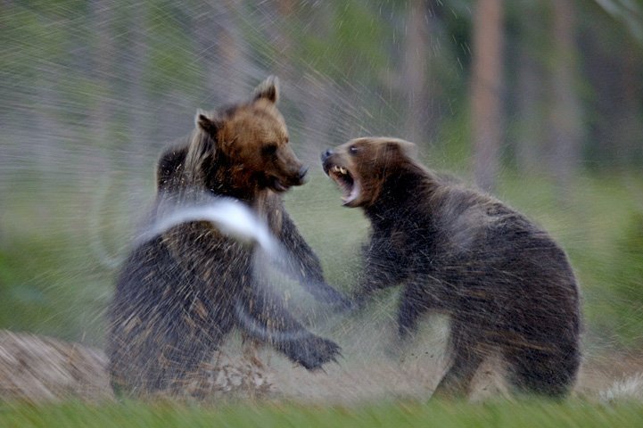 Två björnar slåss i träsket, vattnet stänker.