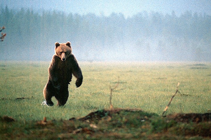 Karhu seisoo uhkaavasti takajaloillaan vetisellä suolla.