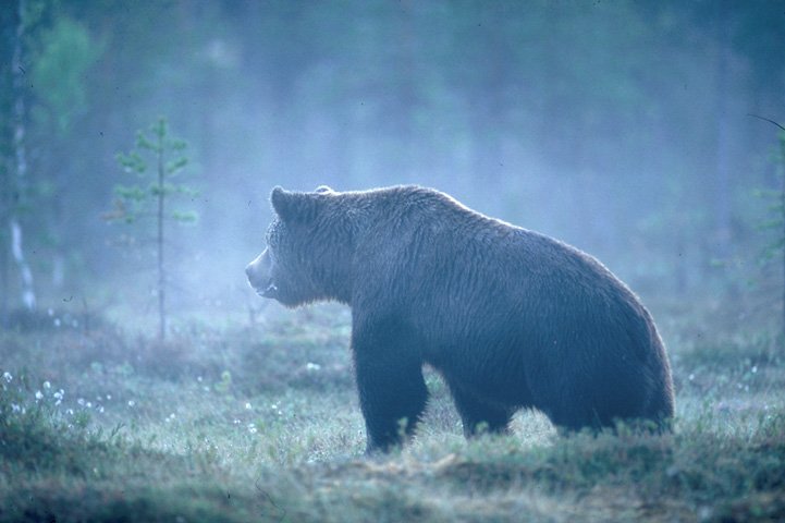 Björnen i en dimmig träsk.