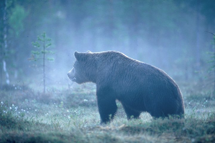 Karhu usvaisella suolla.