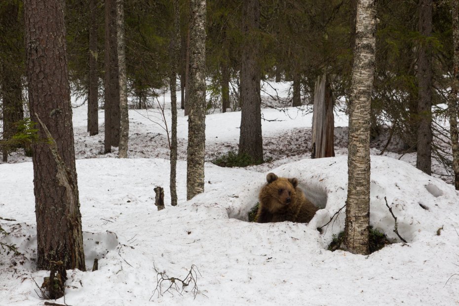 Herääminen talvipesästä. Karhu kurkkaa koivujen keskellä olevan lumikumpareen kolosta. 
