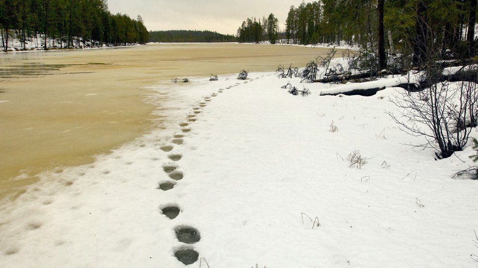 Karhun jäljet sohjoisella jäällä lähellä rantaa.