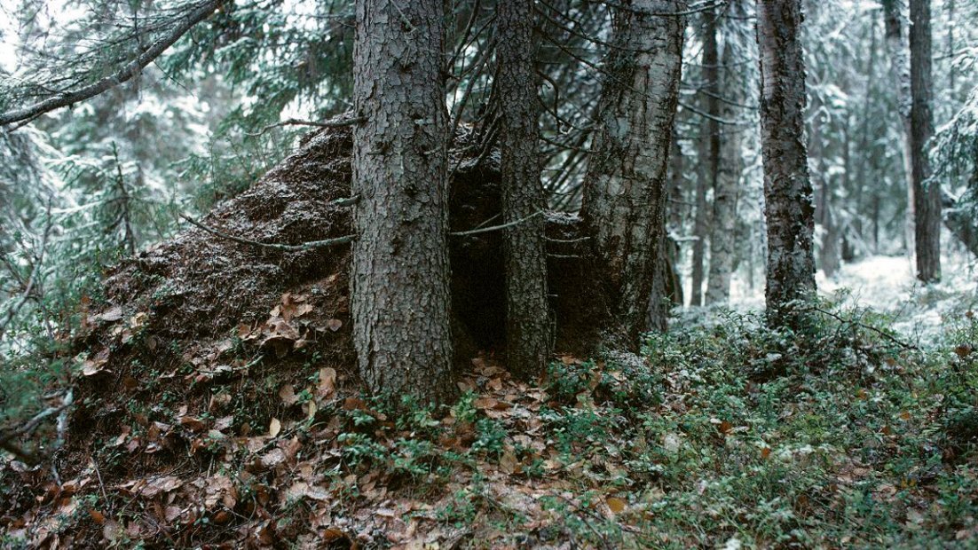 Björns bo i skogen, första snön.