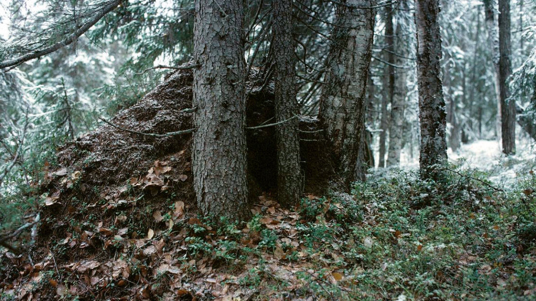 Karhun pesä syksyisessä metsässä ensilumen aikaan.