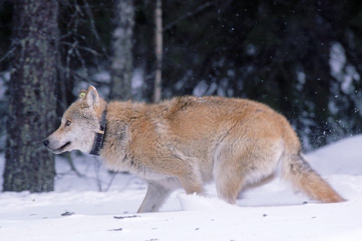 Varg meg en GPS-halsband springer i snön.