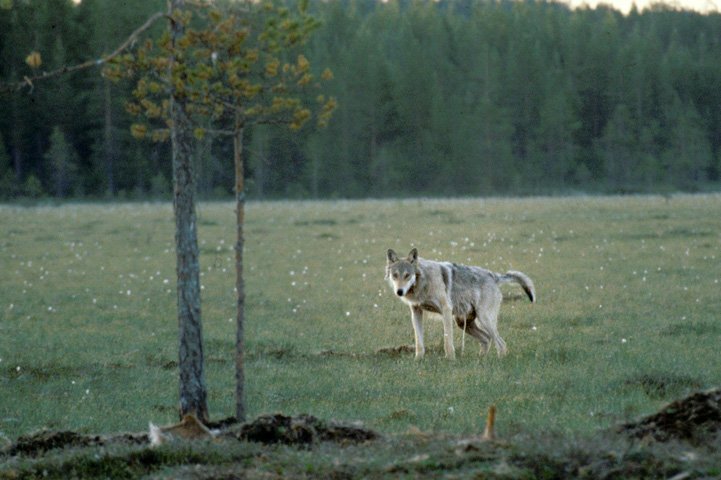 Varg urinerar på myr.