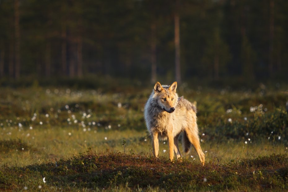 Vargen står i kvällssolen i träsket.