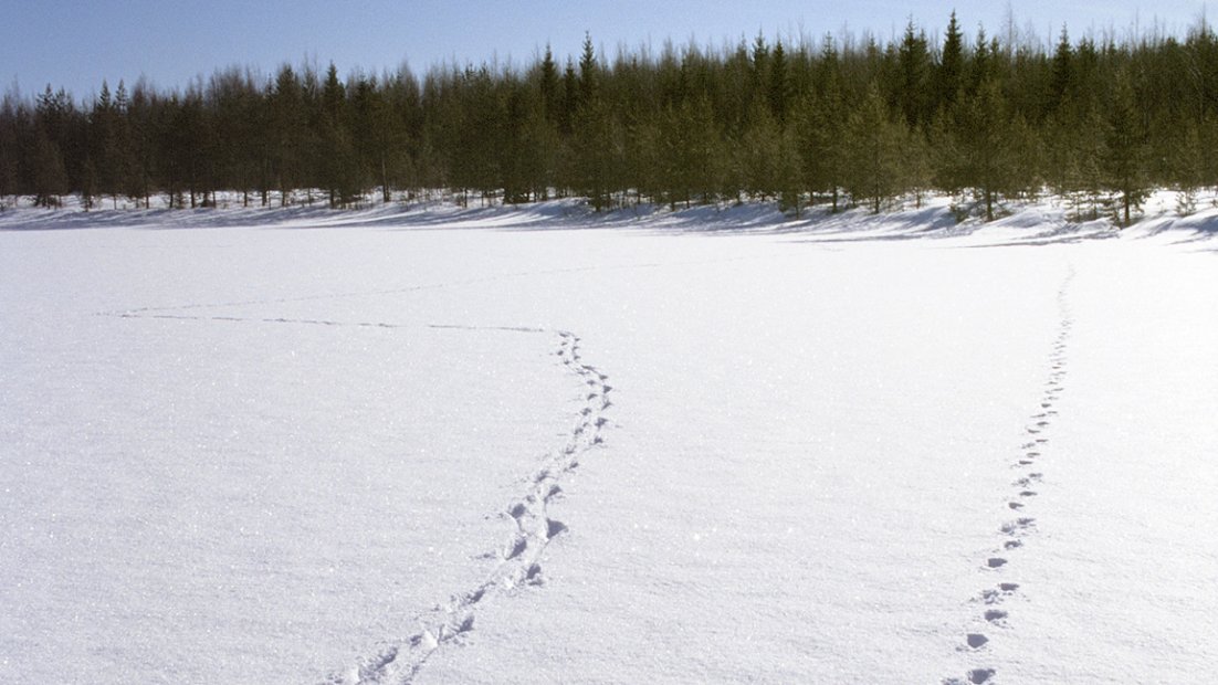 Vargspår i snön.