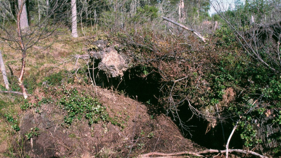 Varglya under en rotvälta.