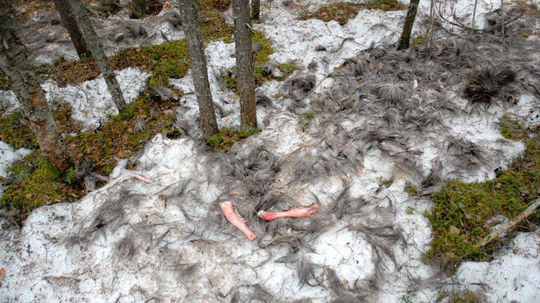 Vargar har dödat en älg. Av älgen finns skinn, tänder och käkben kvar. 