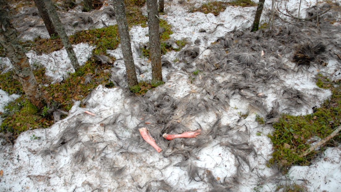 Vargar har dödat en älg. Av älgen finns skinn, tänder och käkben kvar.