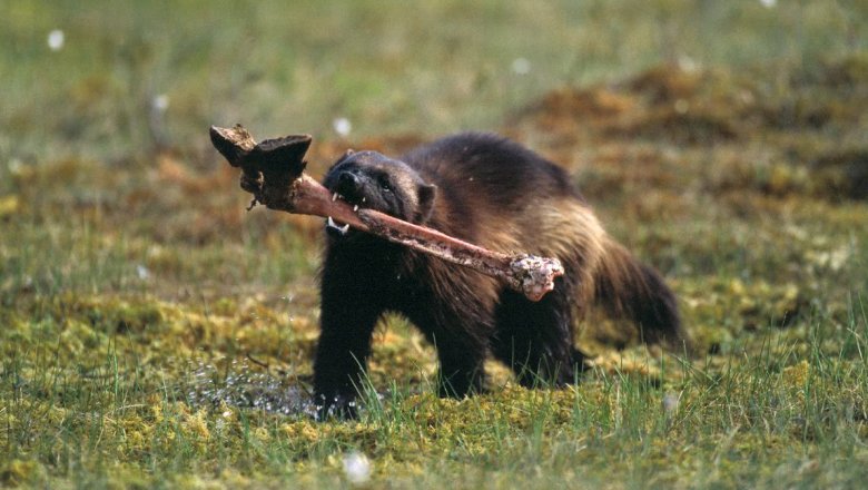 En springande järv, med ett hovben av älg i munnen.