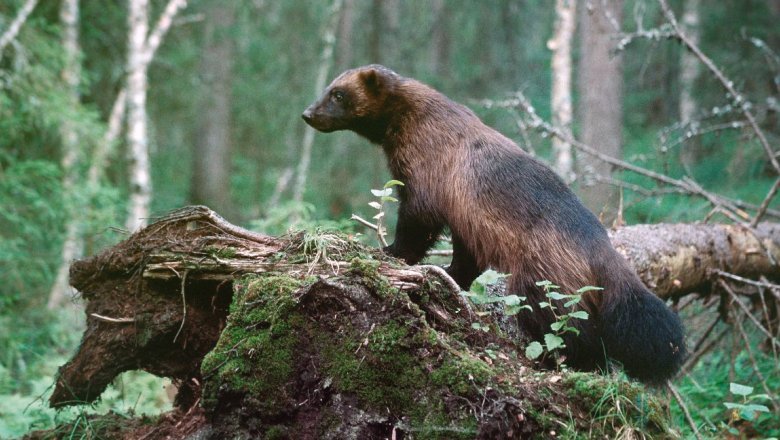 En järv står och spanar vid ett kullfallet träd.